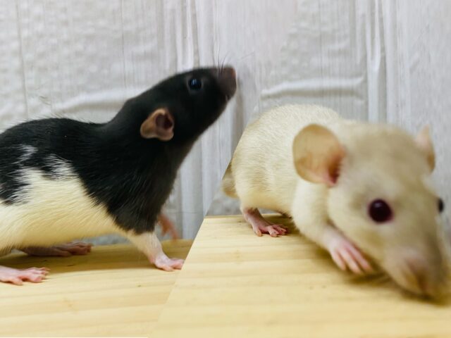 BLACK &BEIGE🖤🤎どっちがお好み？ファンシーラット男の子⭐️