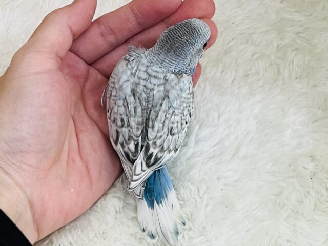 はっきりとしたキラキラ✨スパンコール柄のセキセイインコ!(ブルースパングル) セキセイインコ