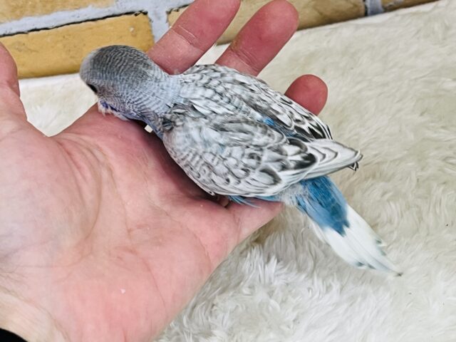 はっきりとしたキラキラ✨スパンコール柄のセキセイインコ!(ブルースパングル) セキセイインコ