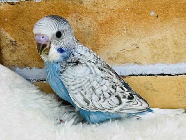 はっきりとしたキラキラ✨スパンコール柄のセキセイインコ！（ブルースパングル）