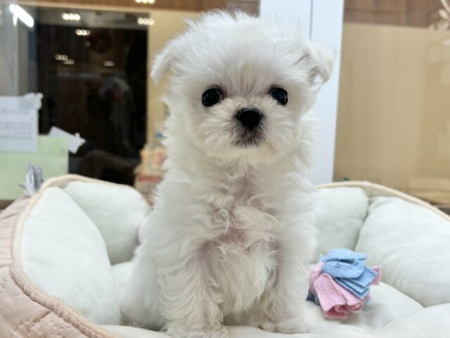 チワマル（マルチワ）