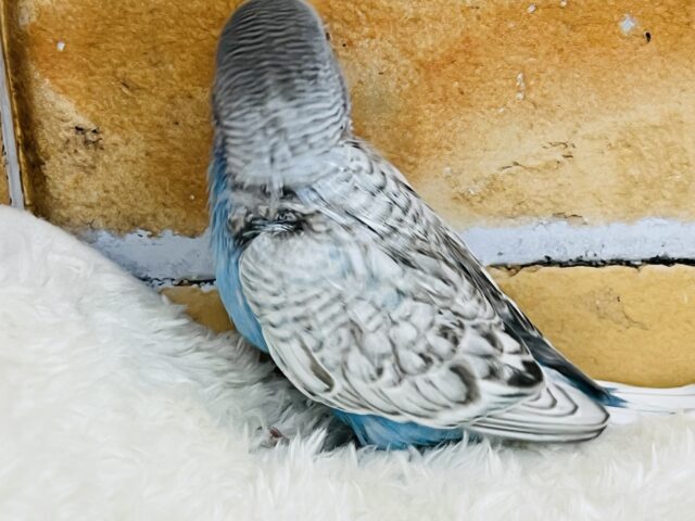 はっきりとしたキラキラ✨スパンコール柄のセキセイインコ!(ブルースパングル) セキセイインコ