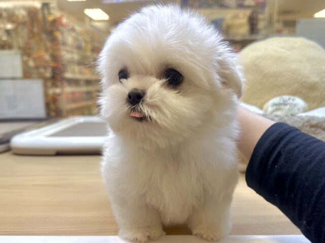 可愛さ満点💕💕🥺ペキマルくん マルペキ