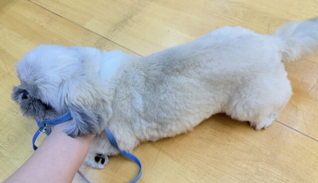 最新📷元気いっぱい!抱っこ大好きなペキニーズくん! ペキニーズ