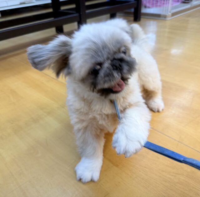 最新📷元気いっぱい!抱っこ大好きなペキニーズくん! ペキニーズ