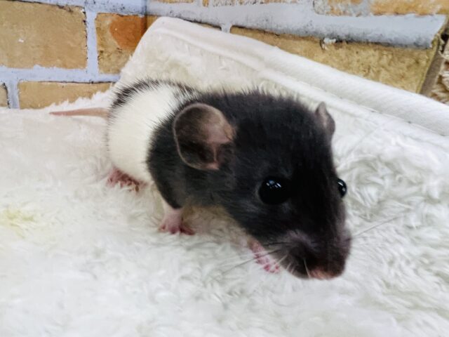 ミニマムなマレーバク?フーディットのファンシーラットの男の子♡ ファンシーラット