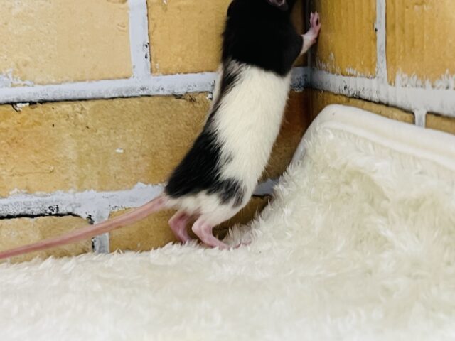 ファンシーラット