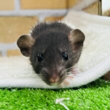 ミニマムなマレーバク？フーディットのファンシーラットの男の子♡