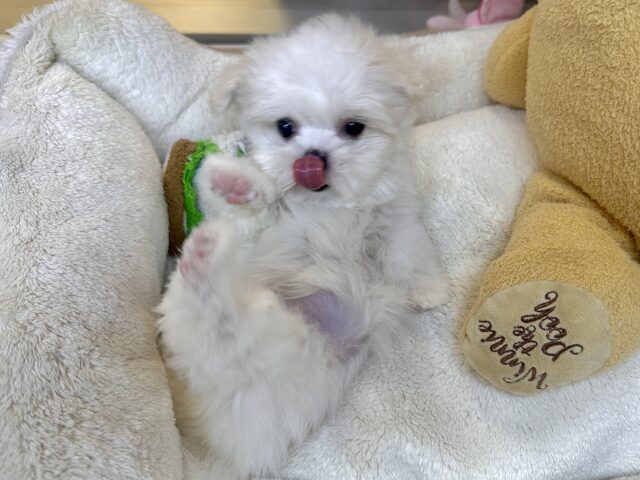 可愛さ満点💕💕🥺ペキマルくん マルペキ