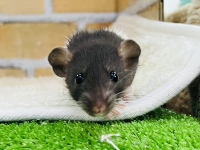 ファンシーラット