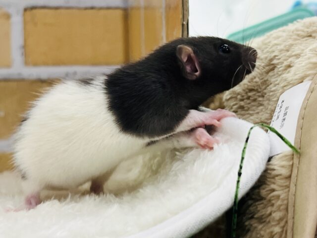 ミニマムなマレーバク?フーディットのファンシーラットの男の子♡ ファンシーラット