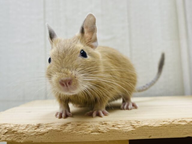 ほうじ茶ラテでホット一息☕️🧡デグーサンドカラーの女の子🎀