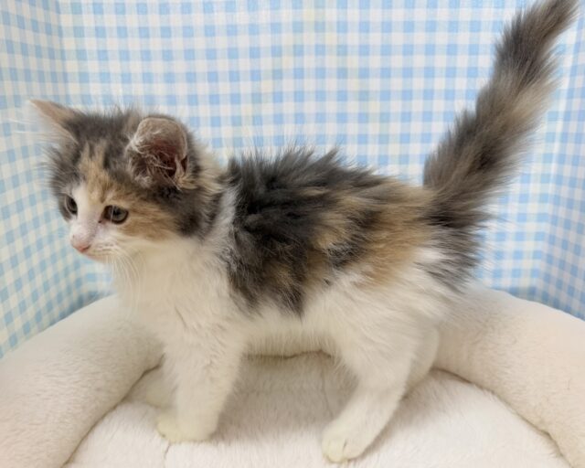 ノルウェージャンフォレストキャット