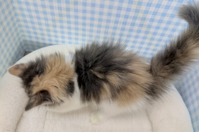 ノルウェージャンフォレストキャット