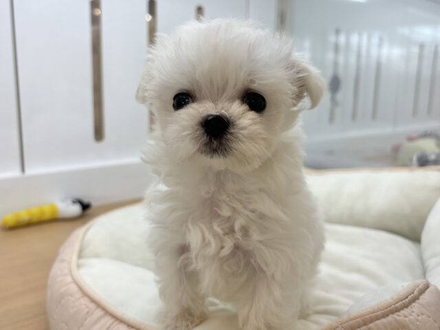 チワマル（マルチワ）