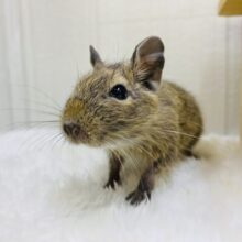 烏龍茶カラーの私もいいでしょ🤎元気いっぱいデグーアグーチ‼️