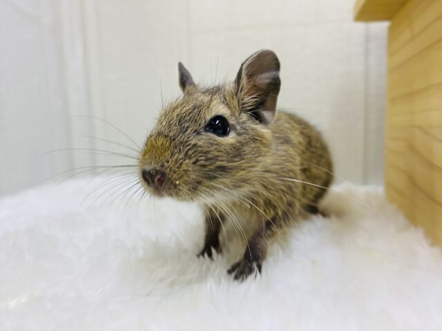 烏龍茶カラーの私もいいでしょ🤎元気いっぱいデグーアグーチ‼️