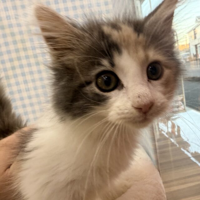 ノルウェージャンフォレストキャット