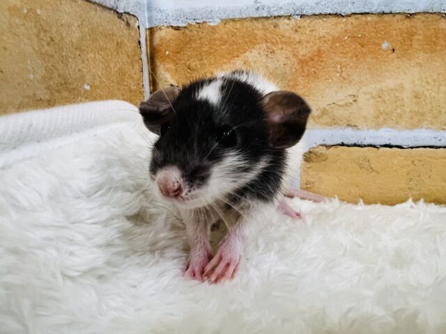 チャームポイントはオデコ♡可愛い僕ちゃん🐭ファンシーラットの男の子! ファンシーラット