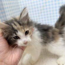 更新📷お久しぶり！ノルウェージャンの女の子🐈