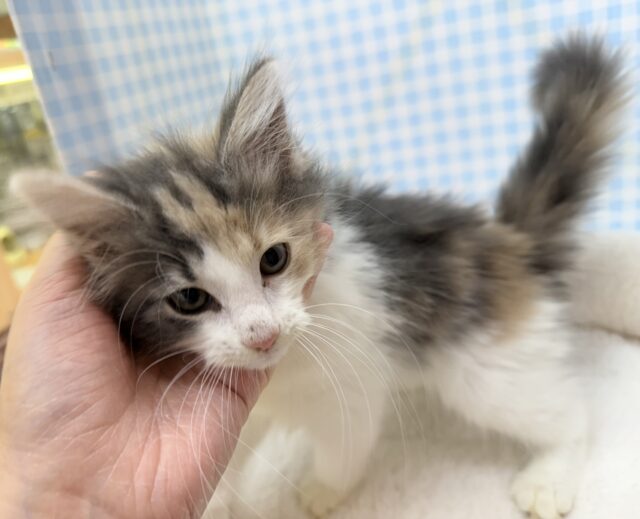 ノルウェージャンフォレストキャット