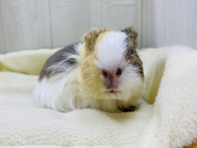 イングリッシュモルモット