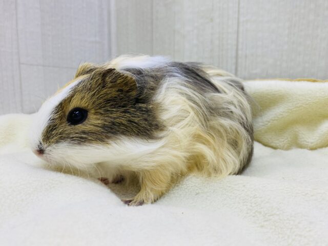 イングリッシュモルモット