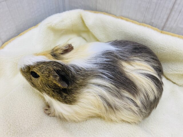 イングリッシュモルモット