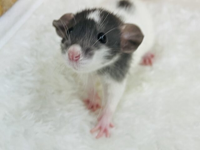 チャームポイントはオデコ♡可愛い僕ちゃん🐭ファンシーラットの男の子! ファンシーラット