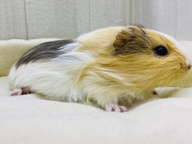 イングリッシュモルモット