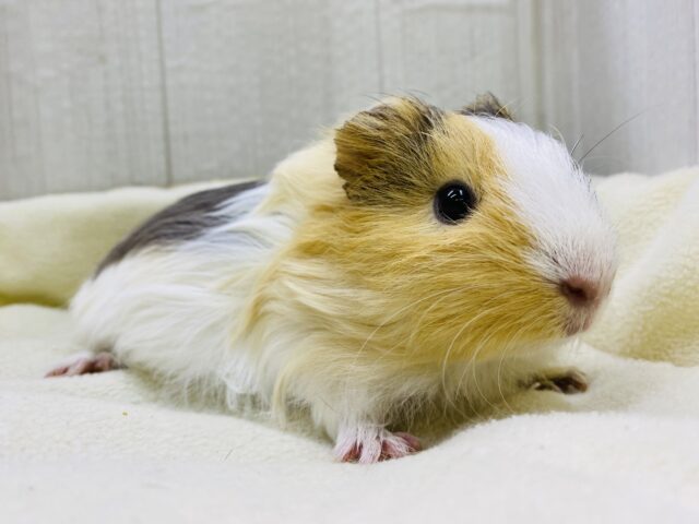 イングリッシュモルモット