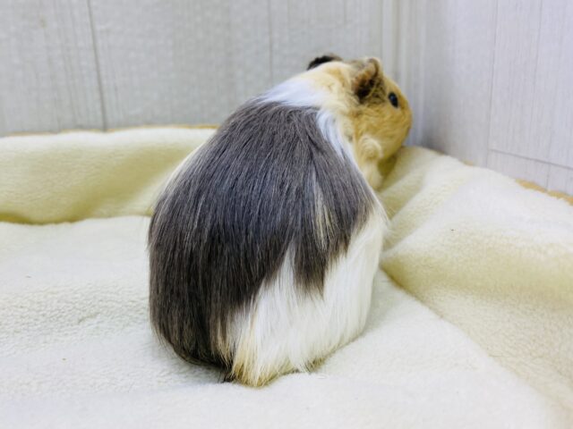 イングリッシュモルモット