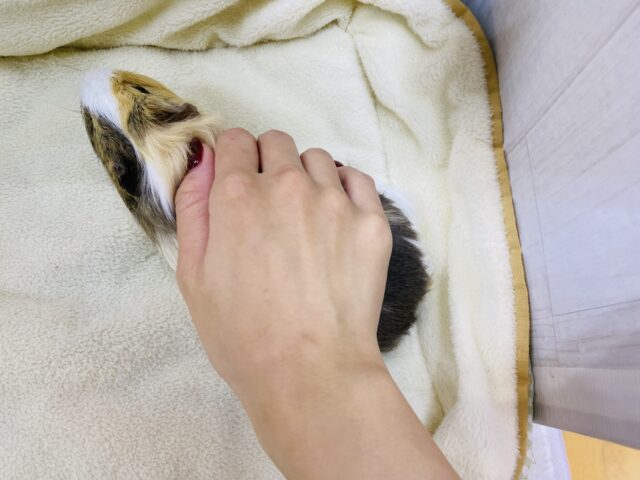 イングリッシュモルモット