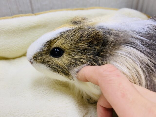 イングリッシュモルモット