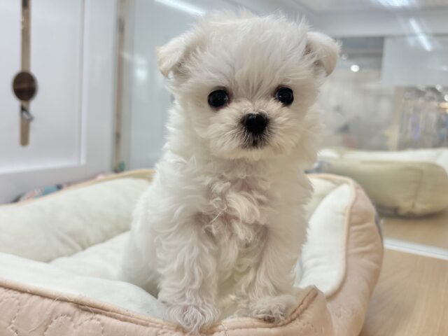 チワマル（マルチワ）