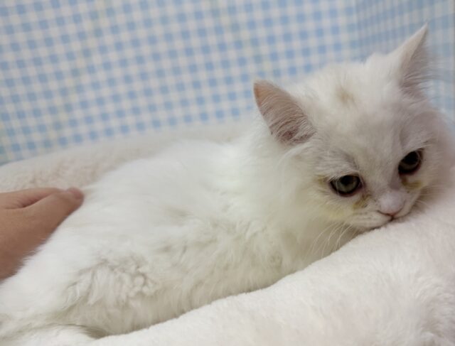 最新📷きゅんきゅんさせちゃう!ラガマフィンくん ラガマフィン