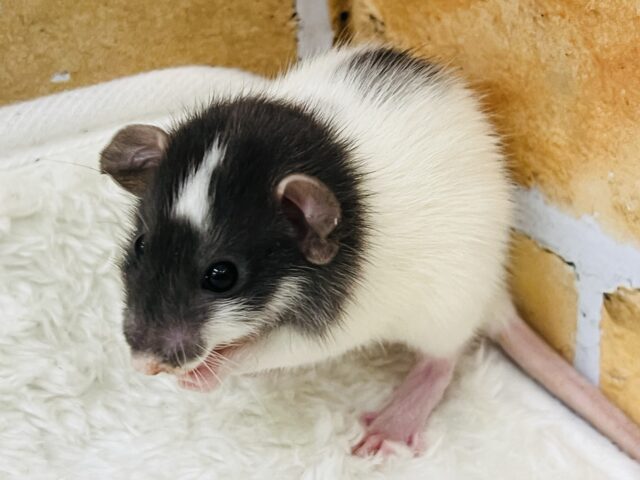 チャームポイントはオデコ♡可愛い僕ちゃん🐭ファンシーラットの男の子! ファンシーラット