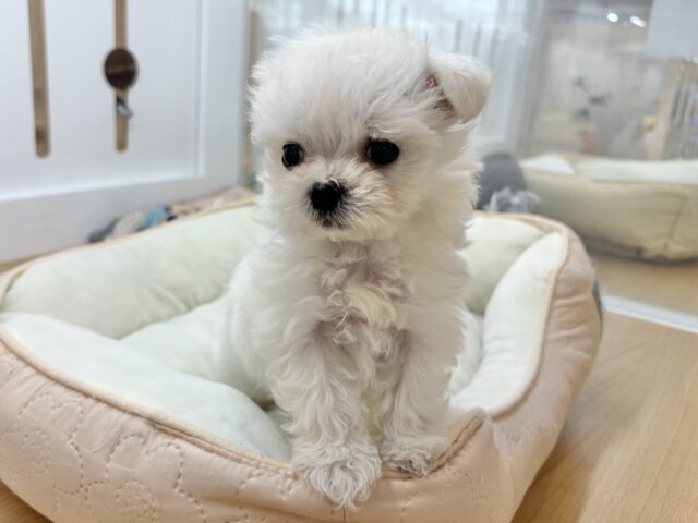 チワマル（マルチワ）