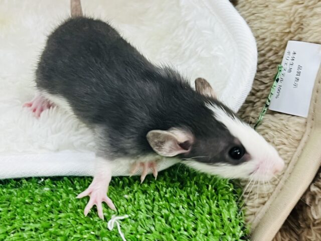 ファンシーラット