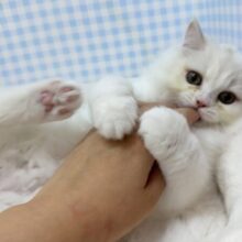 最新📷きゅんきゅんさせちゃう！ラガマフィンくん