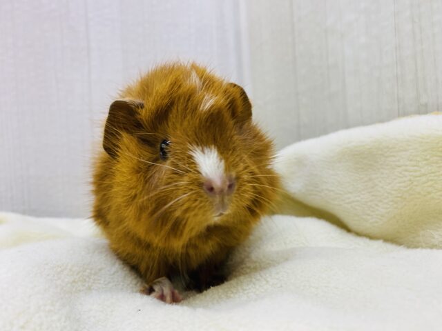 アビシニアンモルモット