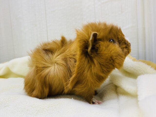 アビシニアンモルモット