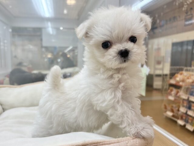 チワマル（マルチワ）