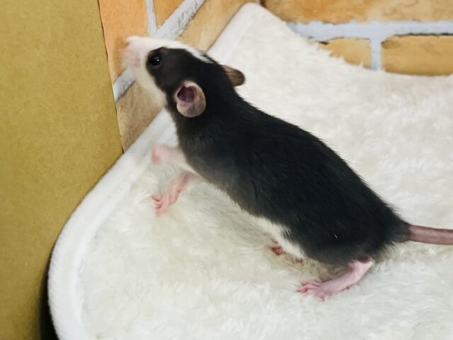 ファンシーラット