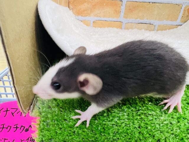 ブラックスーツでもじもじ君?ファンシーラットの男の子☆ ファンシーラット