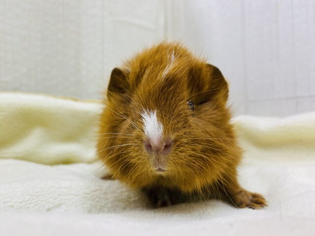 アビシニアンモルモット