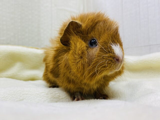 アビシニアンモルモット