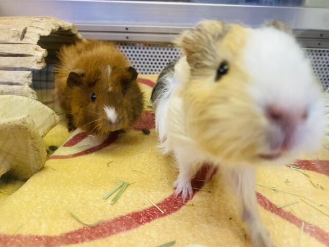 イングリッシュモルモット