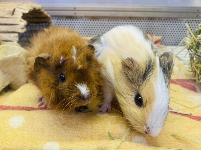 アビシニアンモルモット