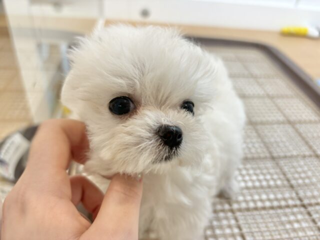 チワマル（マルチワ）